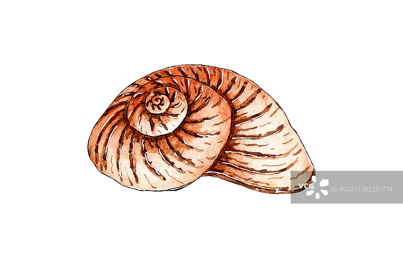 米色海螺水彩画图片素材