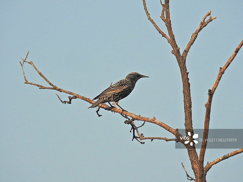 紫翅椋鸟图片素材