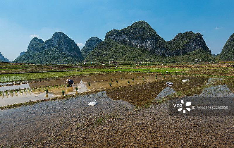 喀斯特山下，农民在水田里插秧图片素材