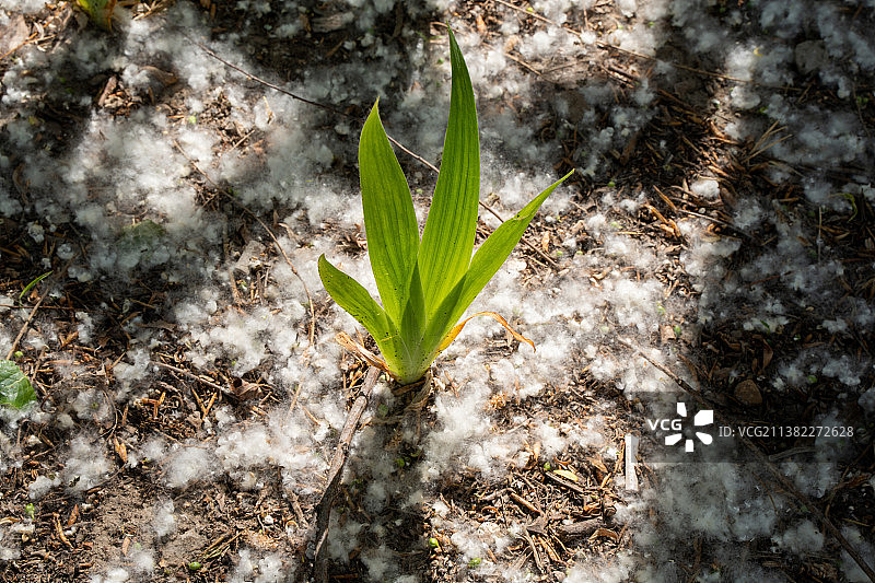 柳絮杨絮落在地上绿色植物图片素材