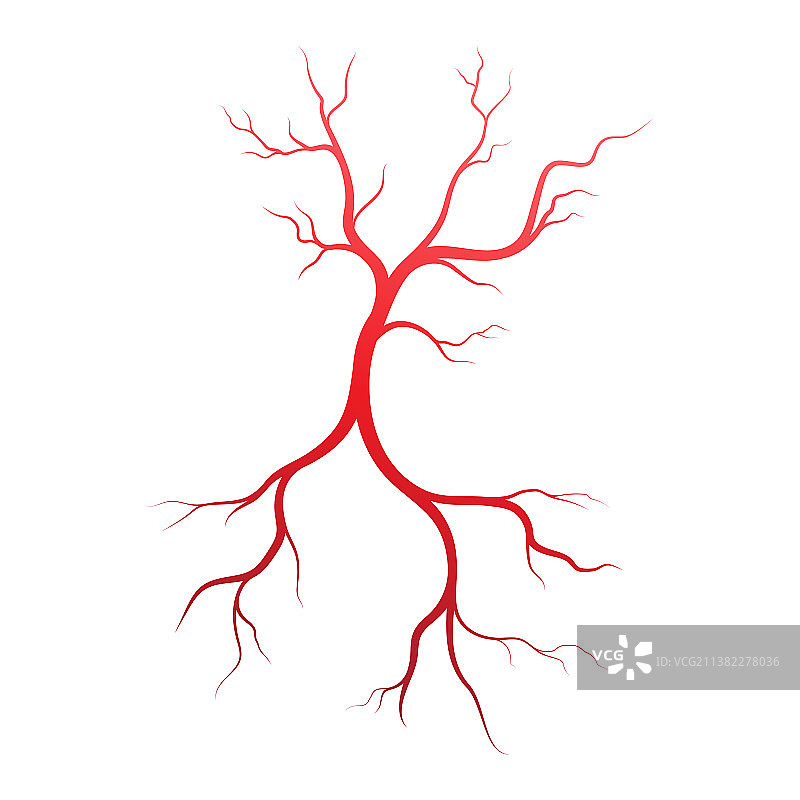 人体静脉和动脉图片素材