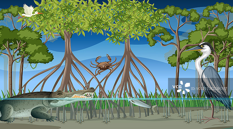 夜幕下红树林中的动物图片素材