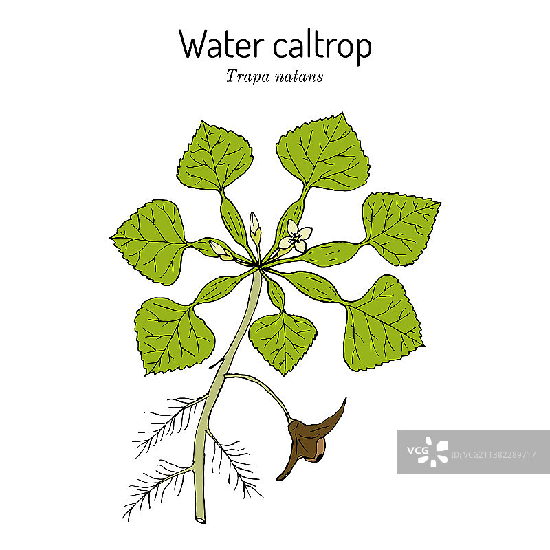 食用药用菱角图片素材
