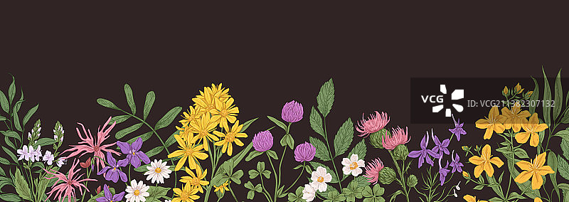 带有田野的野花边框植物banner图片素材