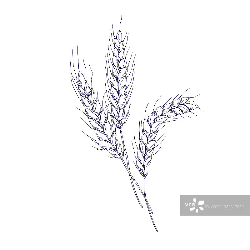 带麦穗的小麦穗草图轮廓图片素材