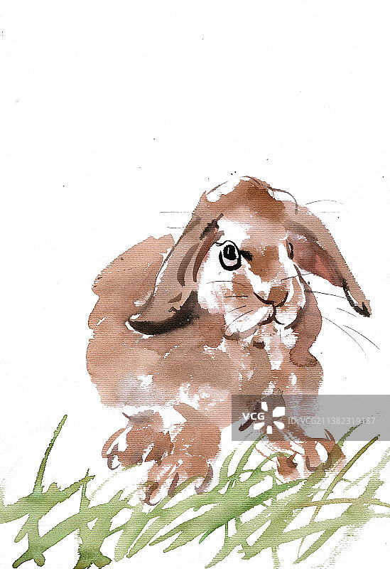 草丛中的兔子图片素材