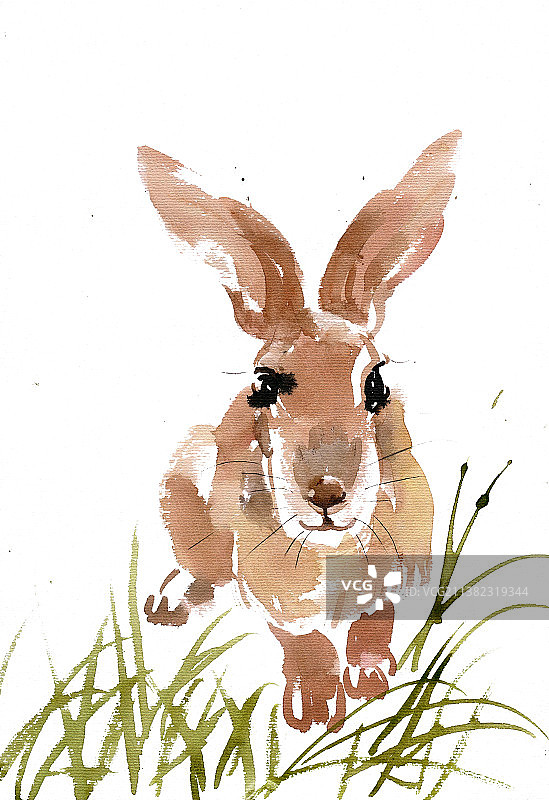 正面的兔子图片素材