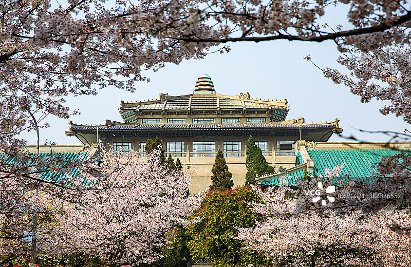 樱花丛中的武大行政楼图片素材