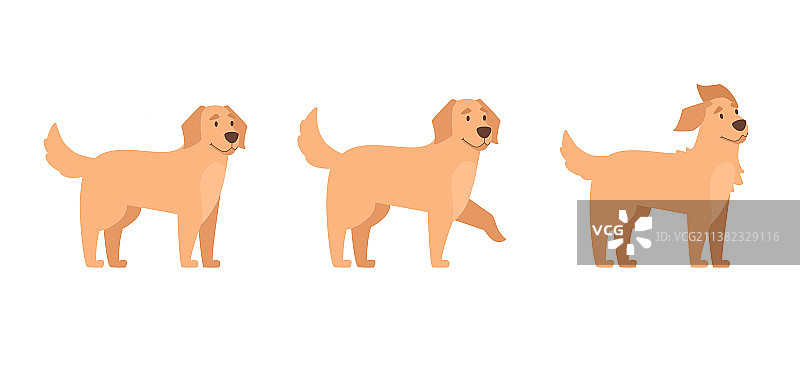 金毛犬站立并伸出爪子图片素材