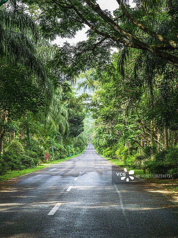 林荫大道景观道路汽车广告背景图图片素材