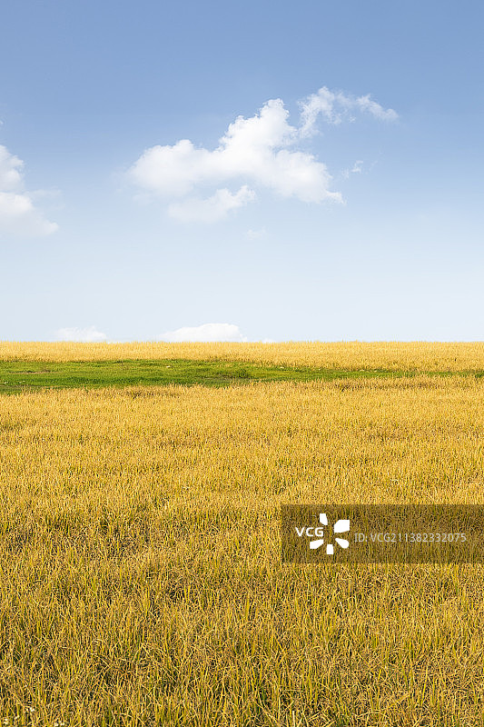 蓝天下的稻田图片素材