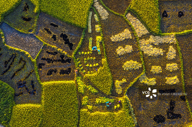 田园风光航拍泉州农业生产稻田农作物梯田耕作风景美图图片素材