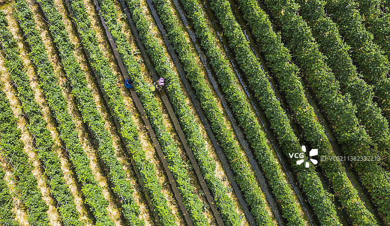 田园风光航拍泉州农业生产稻田农作物梯田耕作风景美图图片素材
