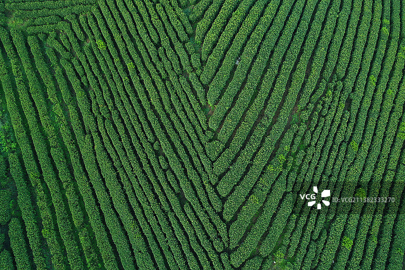 贵阳百花湖畔好山好水好空气出好茶，贵阳惟一白茶嫩绿喜人图片素材