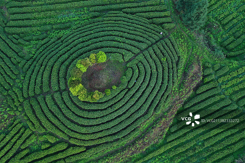 贵阳百花湖畔好山好水好空气出好茶，贵阳惟一白茶嫩绿喜人图片素材