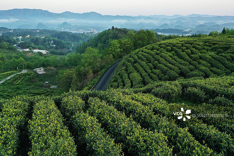 贵阳百花湖畔好山好水好空气出好茶，贵阳惟一白茶嫩绿喜人图片素材