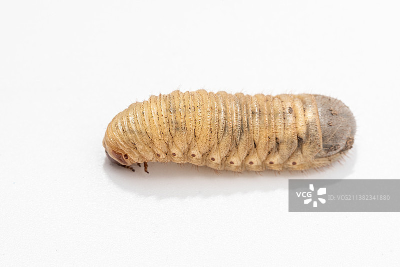 白背景上的金龟子蛴螬成虫图片素材