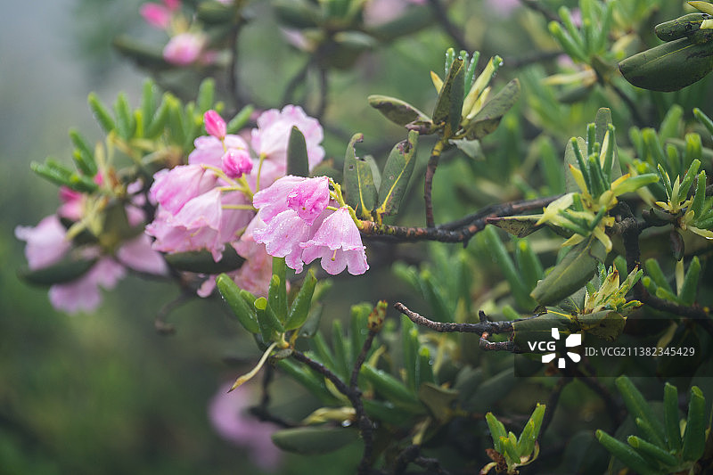 盛开的高山杜鹃图片素材