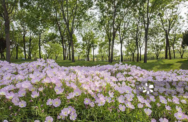 公园里盛开的月见草图片素材