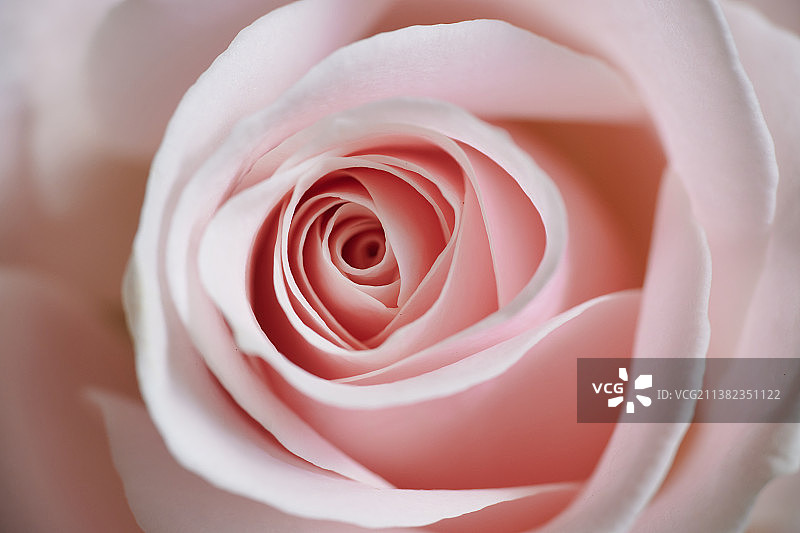 玫瑰花图片素材