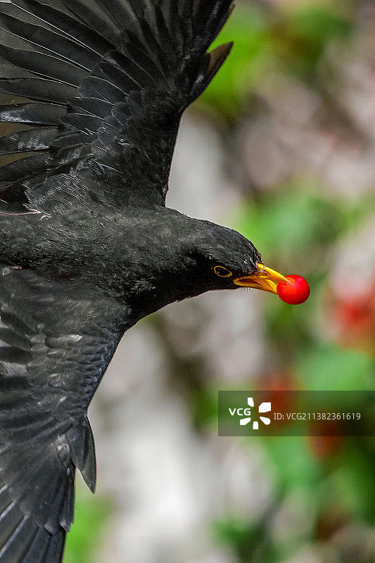 飞鸟衔珠图片素材