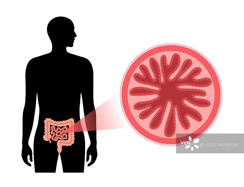 小肠横截面图片素材
