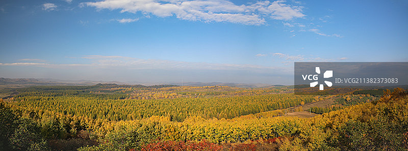 人工林场图片素材