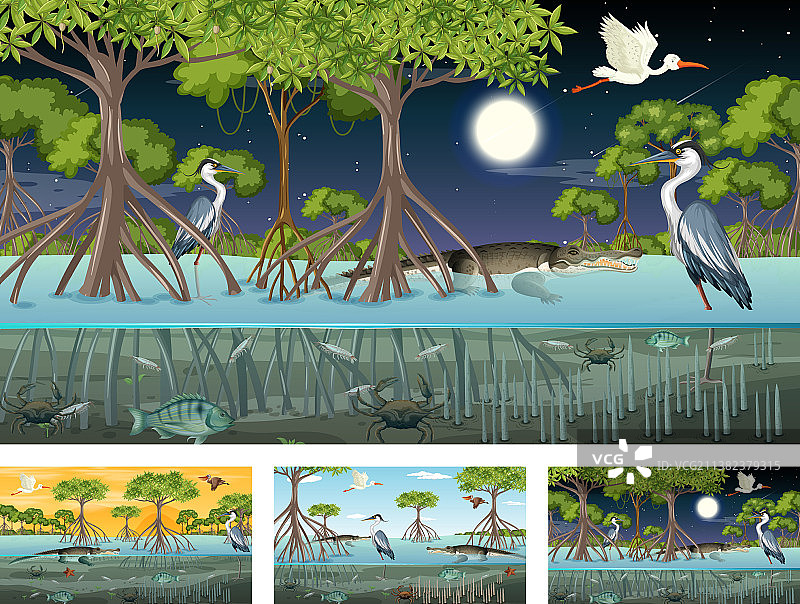 具有不同景观的红树林场景图片素材