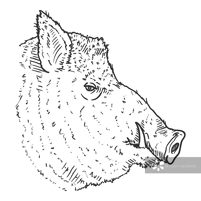 野猪头素描图片素材