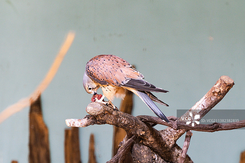 红隼在树枝上吃肉觅食图片素材
