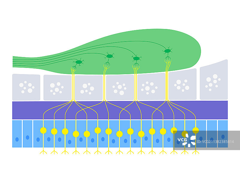 嗅觉系统解剖图片素材