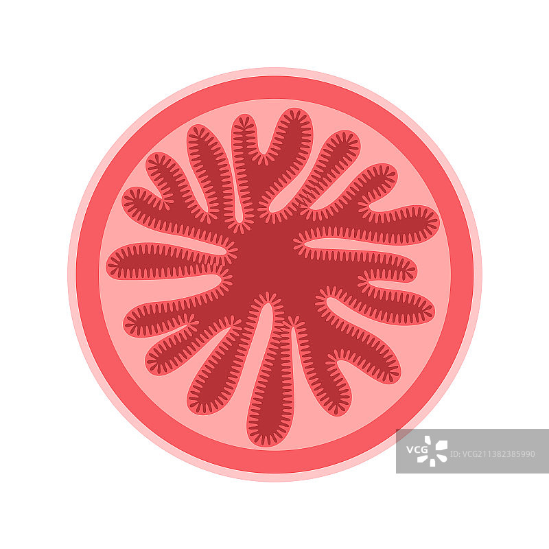 小肠横截面图片素材