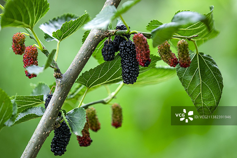 采摘桑葚，初夏时节图片素材
