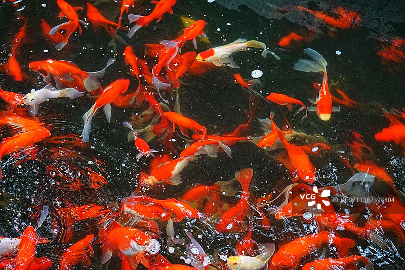 锦鲤在池塘中游泳的高角度视图图片素材