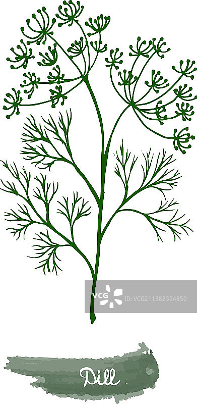 花园种植的香草：莳萝图片素材
