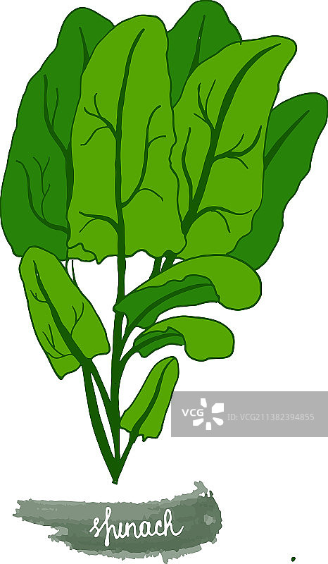 花园里种植的香辣香草菠菜图片素材