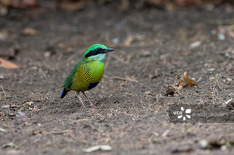 斑腹八色鶇图片素材