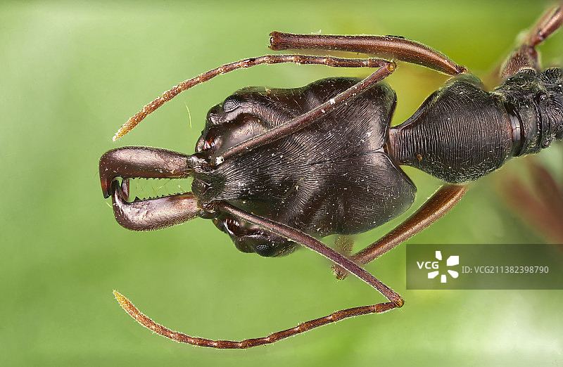 山大齿猛蚁——五倍放大，景深合成图片素材