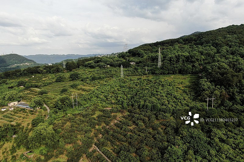 重庆北碚金果园枇杷林图片素材