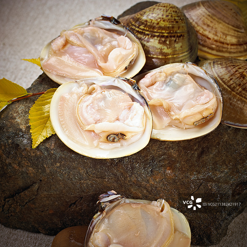 文蛤图片素材