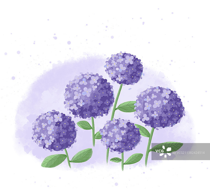 绣球花图片素材