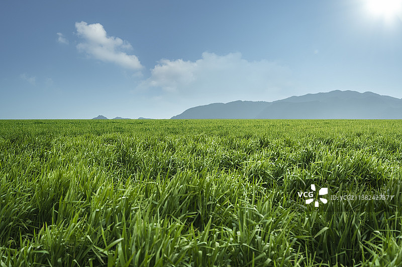 蓝天草地图片素材