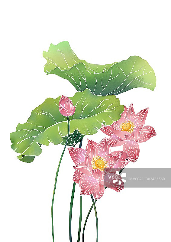 夏日荷图片素材