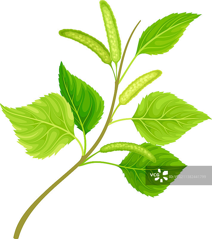 带有树叶和柔荑花的绿色桦树枝图片素材