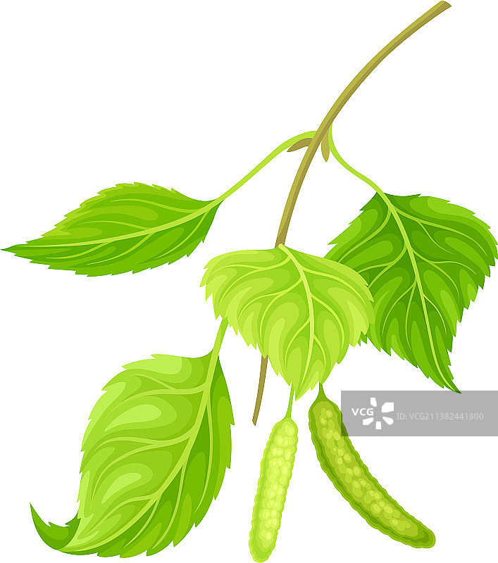 带有树叶和柔荑花的绿色桦树枝图片素材