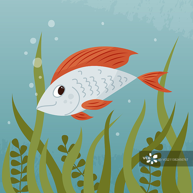 红色鱼鳍的可爱银鱼图片素材