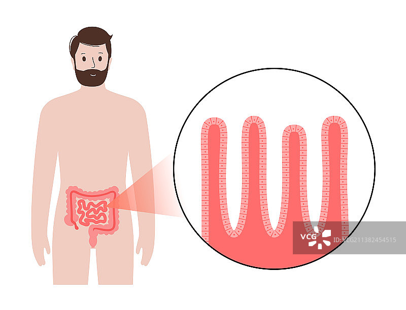 小肠解剖图片素材