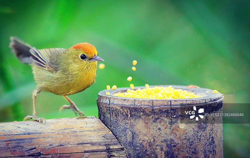 红头穗鹛图片素材