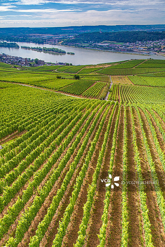德国莱茵河畔吕德斯海姆小镇的葡萄酒庄葡萄田图片素材