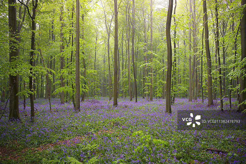 比利时哈勒森林，因开满蓝铃花，又被称为紫花森林、紫色森林图片素材